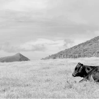 история вагю