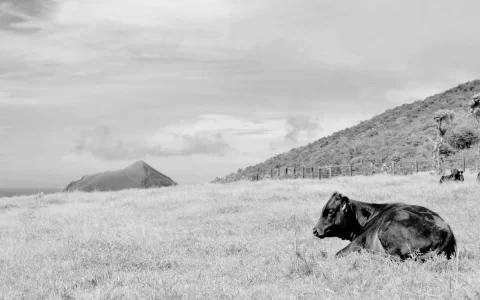 история вагю