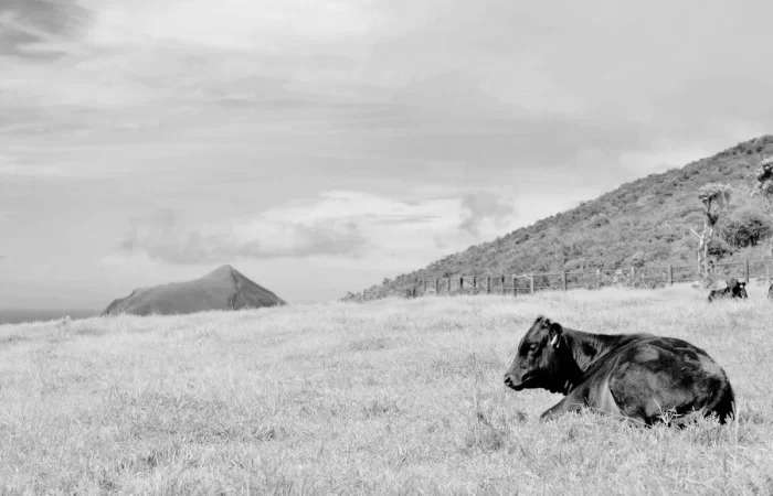 история вагю