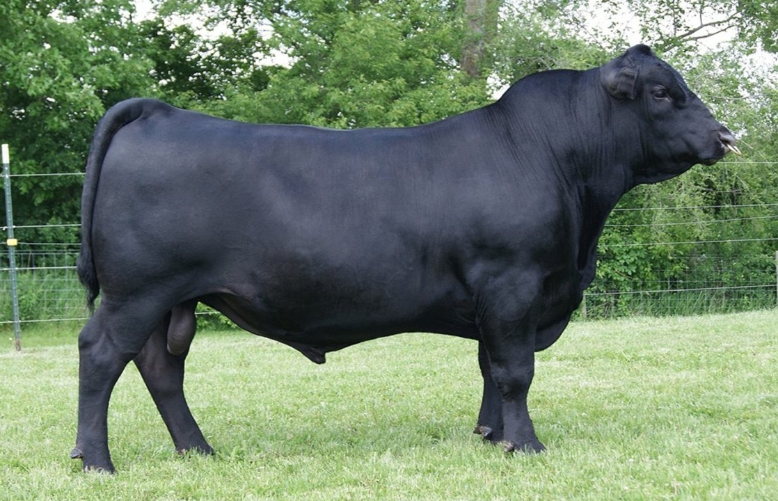 мраморное мясо