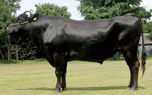 кагосима вагю